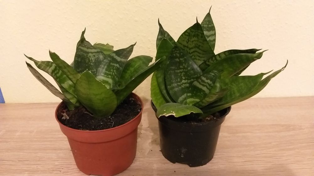 Kwiatki sansewieria sadzonki