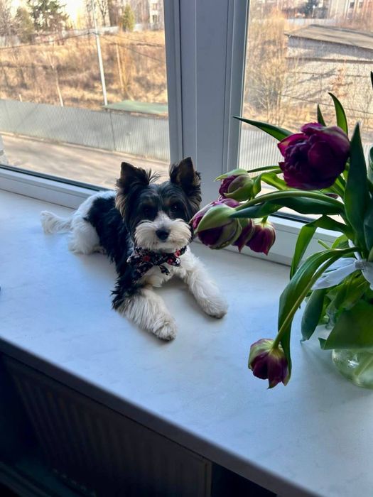 Бівер йорк вʼязка хлопчик