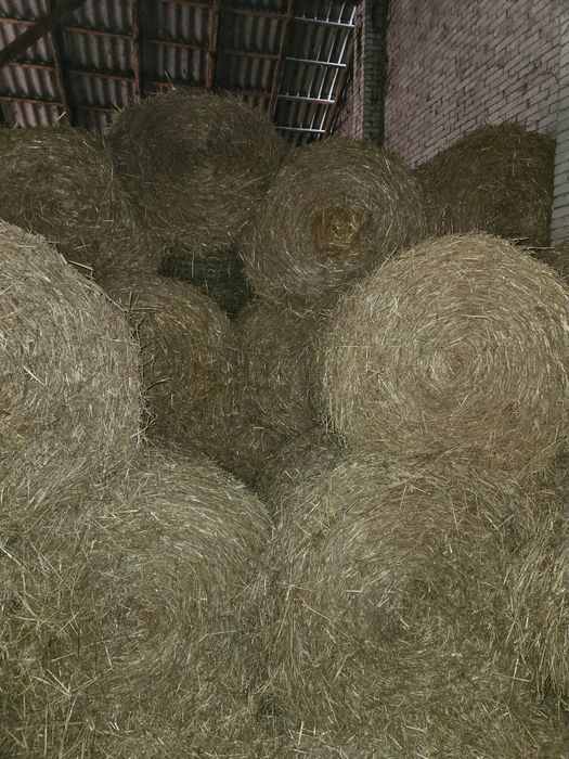 Słoma sucha dobrze zbita