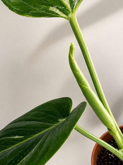 Monstera bulbasaur