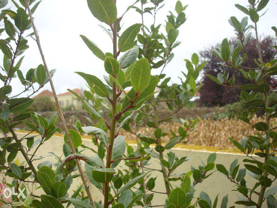 Planta De Pe De Louro Loureiro Em Vaso Ovar Olx Portugal