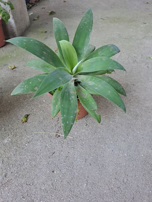 Vaso de planta médios