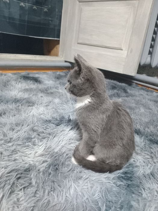 Котёнок мальчик.