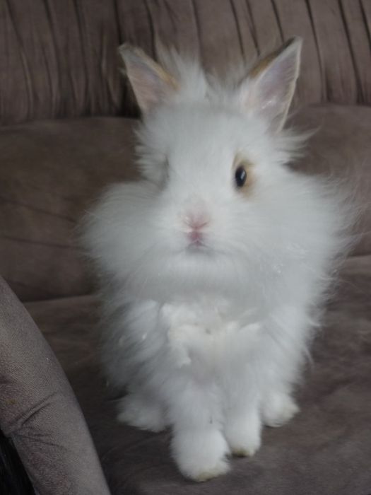 віддам кролика в добрі руки