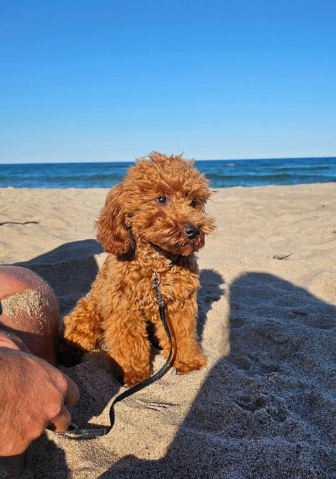 Szczeniak Pudel Toy Red Brown