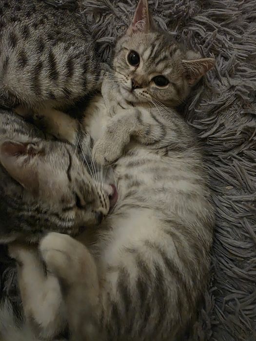 Harry kocurek brytyjski cętkowany WCF