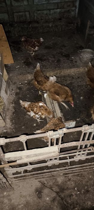 Куры несушки домашние