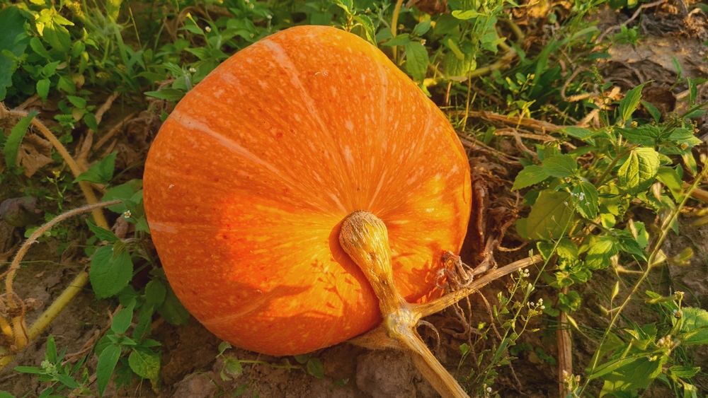 Dynia ekologiczna