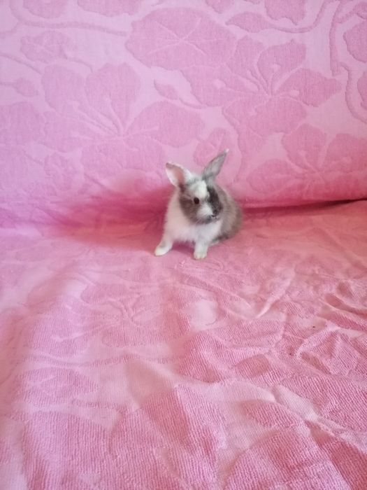 Króliczki karzełki króliki miniaturki