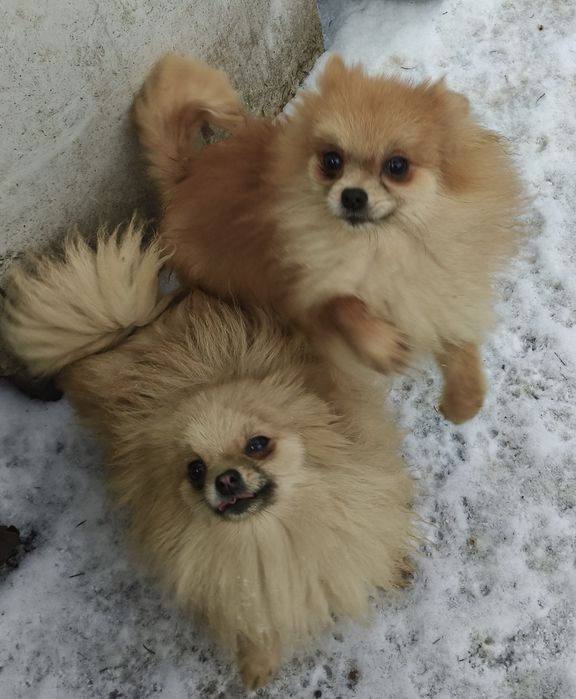 Две сестрички шпицульки