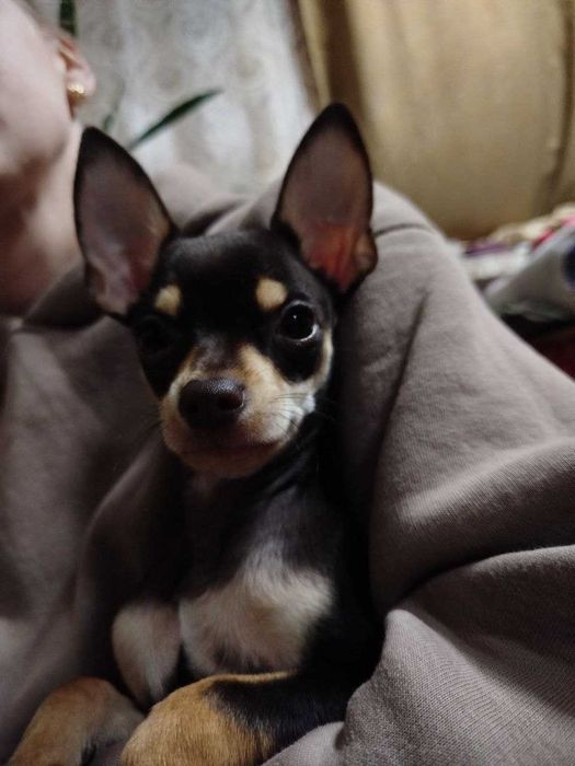 Продам цуценя той-тер'єр