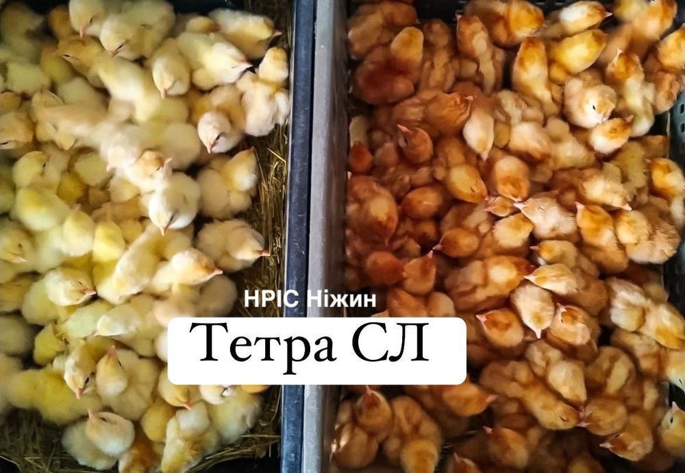 Долматинець, Геркулес (роздріб та опт+доставка)