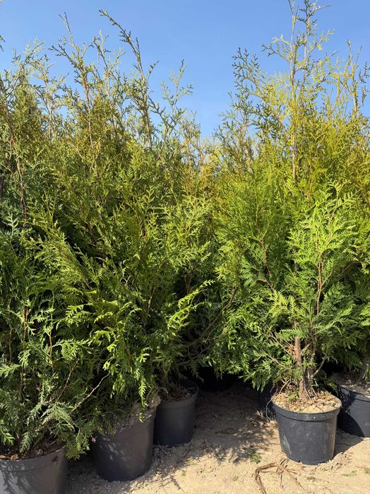 Tuja Brabant 140 cm cena 35 zł w doniczkach