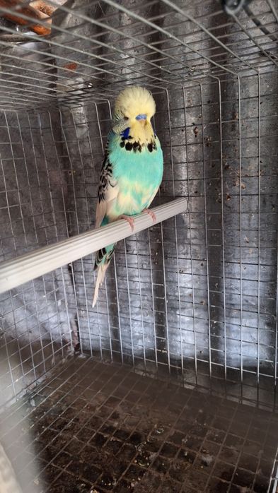 Casal periquitos ingleses