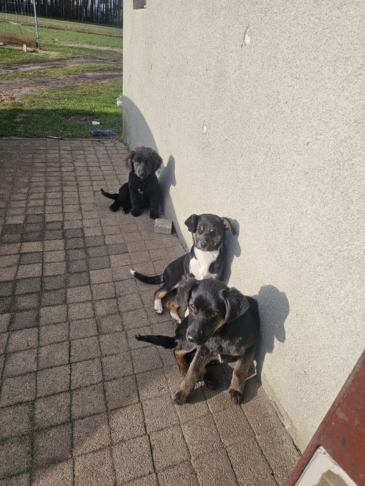 Pieski bardzo ładne