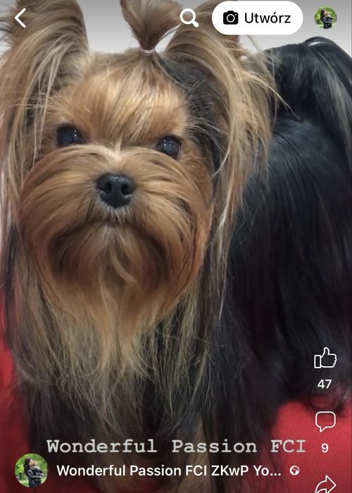 York Odchowany piesek po Championie PL, yorkshire terrier, pies ZKwP,  FCI