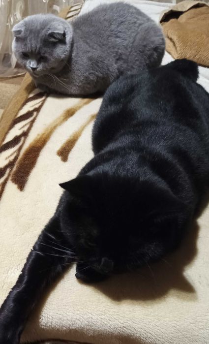 Вязка кота шотландского прямоухий кот