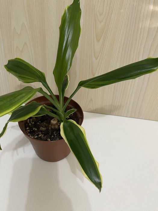 Planta Pau d’Água | Dracaena fragrans