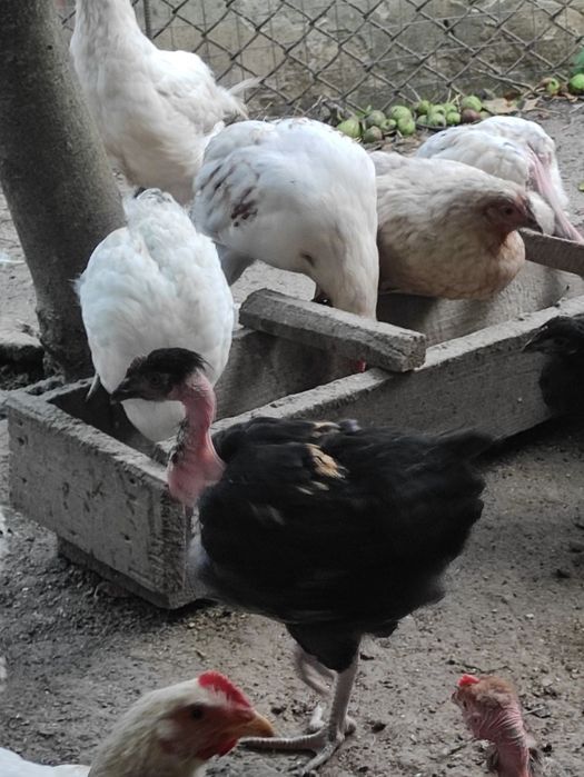 Продам курчат, віком від 2--х місяців