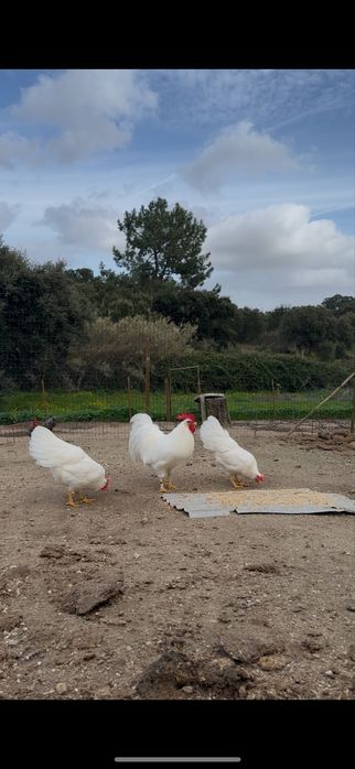 Casais/trios da raça Leghorn Americana