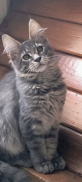 Maine coon -gotowy do odbioru