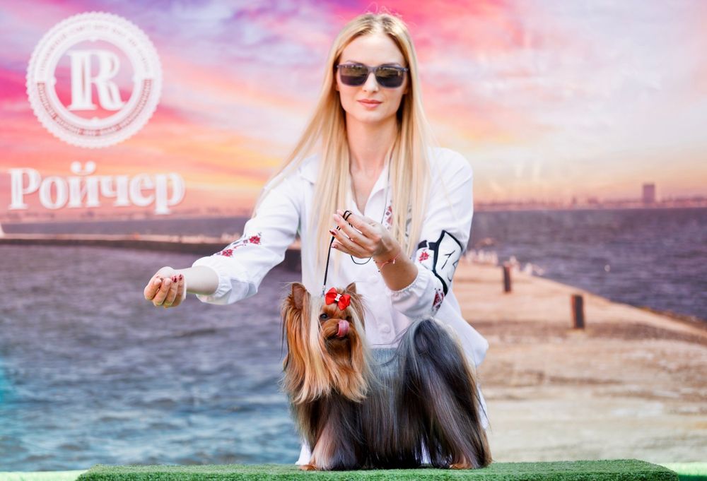 Породні цуценя йоркширських тер'єрів