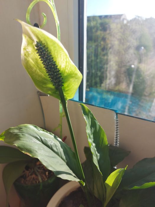 Спатифилиум(дамское счастье)