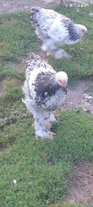 Brahma gronostajowe młode