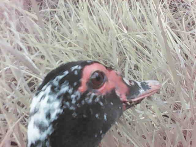 Камера мини видеонаблюдения Wi-Fi, мини IP камера.