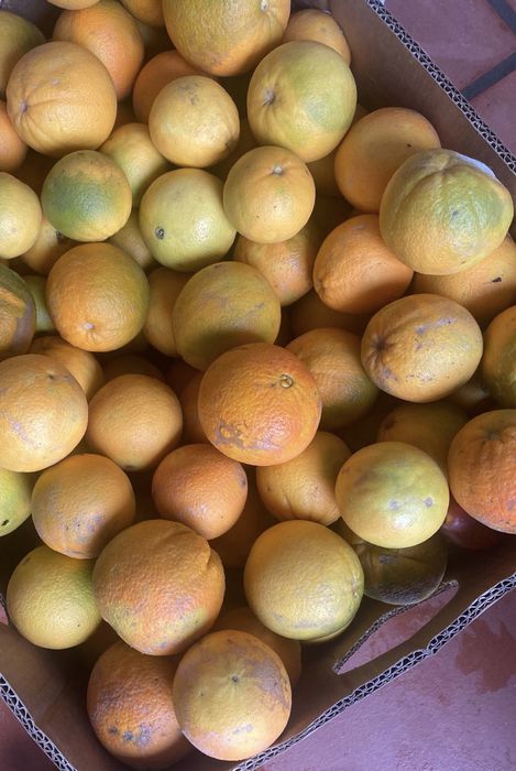 Laranjas caseiras