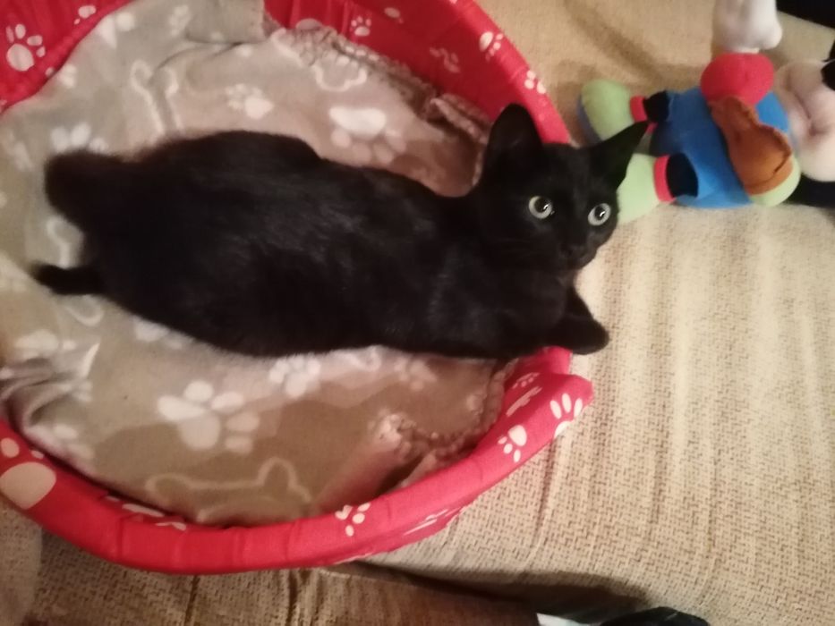 Oláááá...Somos lindos gatinhos, para adoção responsável, com carinho.