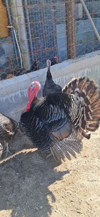 Casal Perus criados a solta