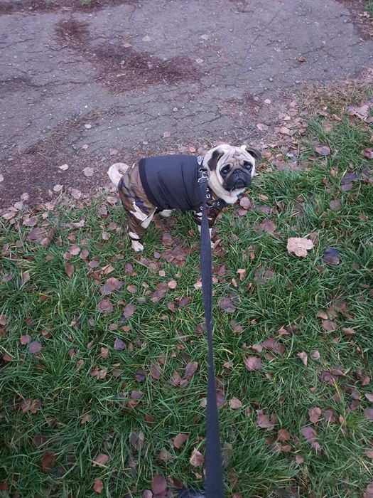 Вязка мальчик Кокос