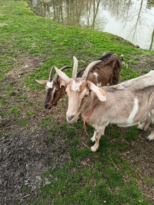 MLEKO KOZIE świeże SERY ekologiczne naturalne produkty od kóz kozy