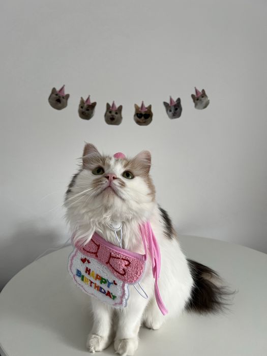 Одяг кота або собаки