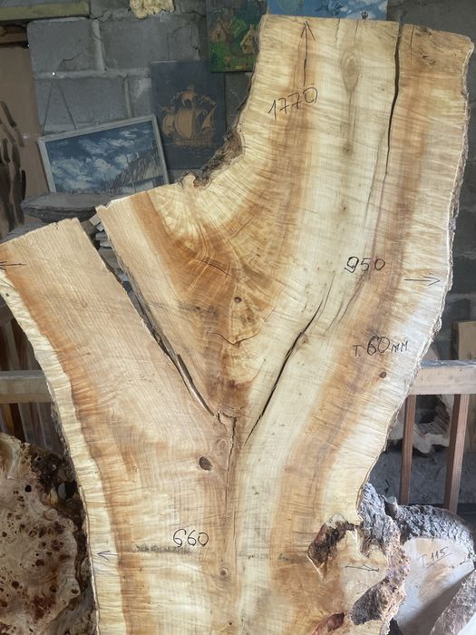 Капы тополя, клена вяза дуба ясеня