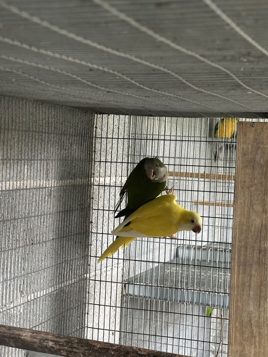 Varias aves para venda