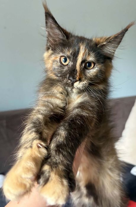 Kotka  maine coon.  Częstochowa