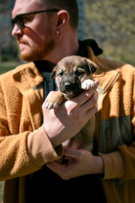 Цуценята шукають дім