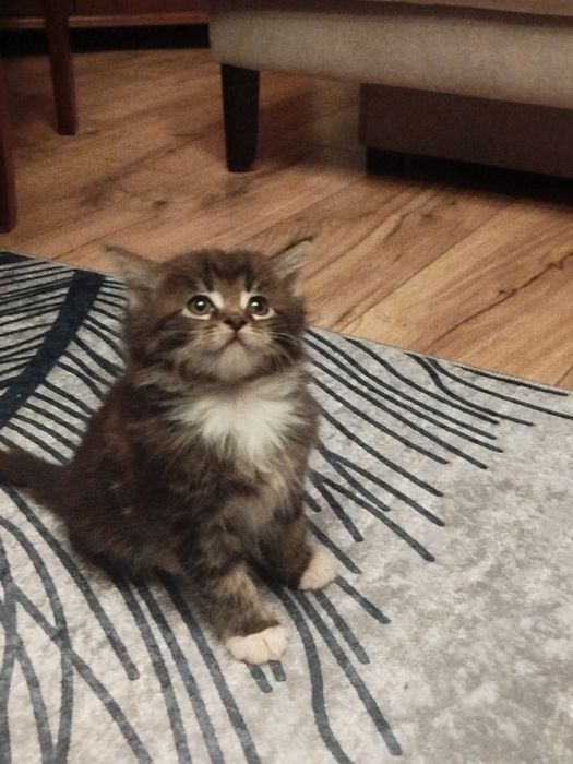Kotki Maine Coon