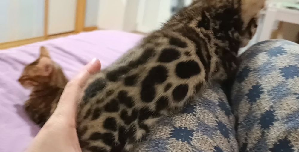 Бенгальські кошенята, бенгальские котята