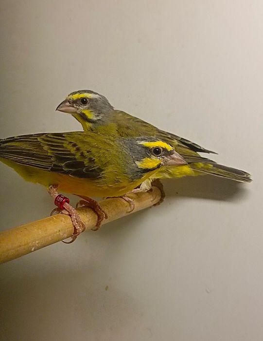Kulczyk Mozambik