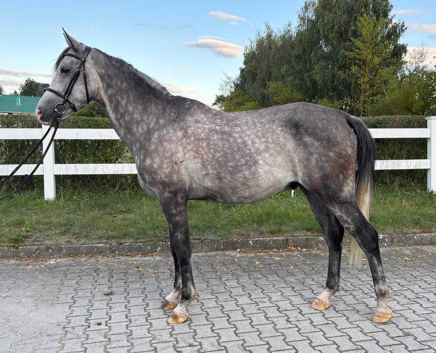 Ambitny wałach 6 lat