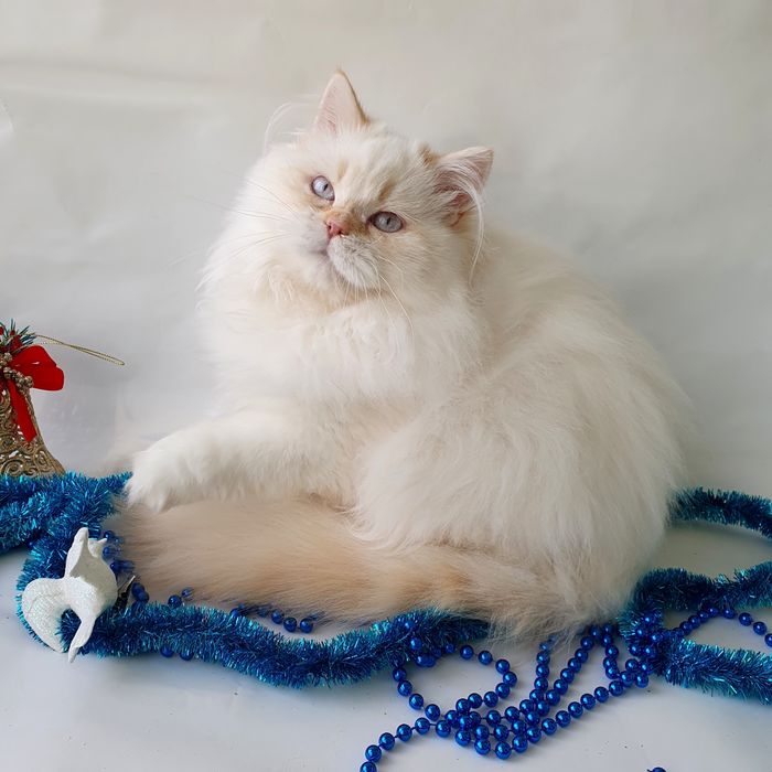 Киев британець котий-одуванчик грайливий малюк. Кошенята, котята , кот