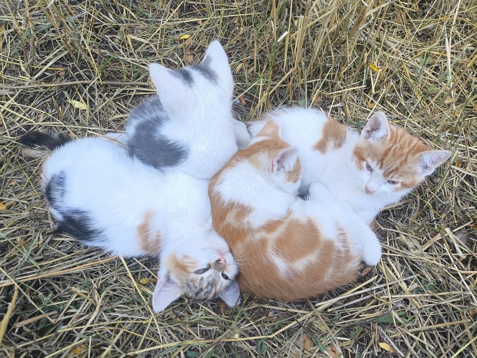 В дбайливі родини