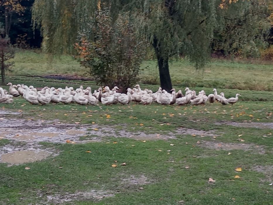 Sprzedam tuszki kaczek