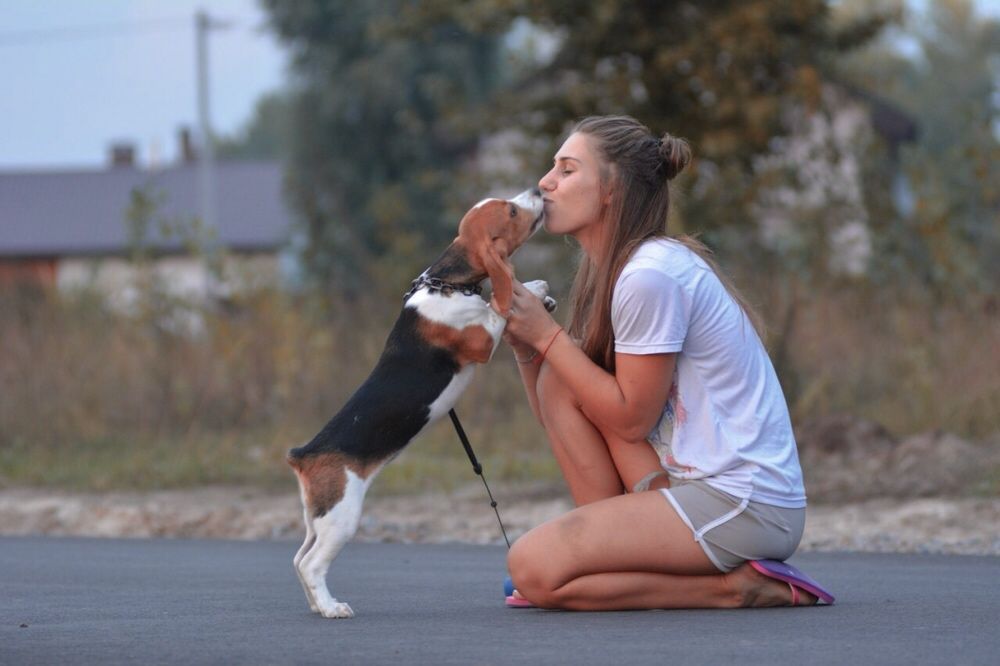 Зоогостиница .Отель для собак.Передержка животных/отель для животных