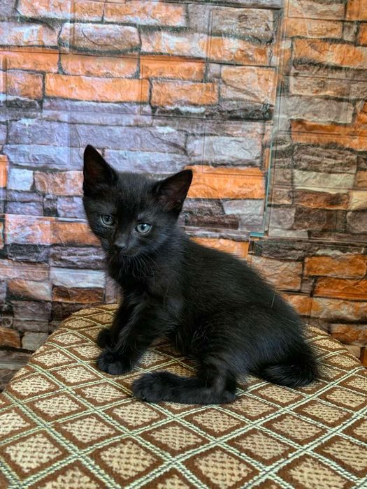 Віддамо кошенят в добрі руки