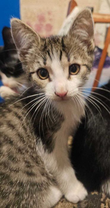 Кошенята мишолови