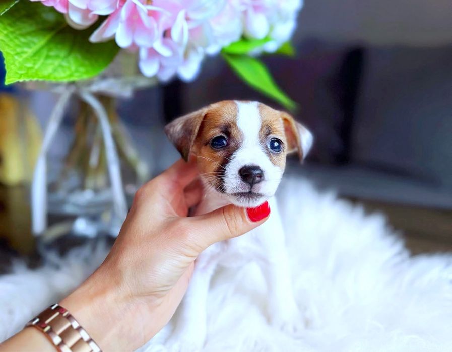 Джек Рассел чудова красуня